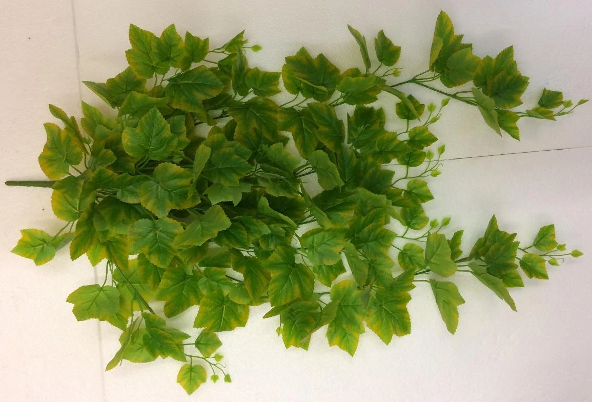 Money plant Natural Leaf Creeper Long